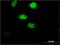 Ring Finger Protein 207 antibody, H00388591-M02, Novus Biologicals, Immunofluorescence image 