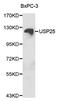 Ubiquitin Specific Peptidase 25 antibody, MBS126835, MyBioSource, Western Blot image 