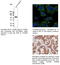 RAB25, Member RAS Oncogene Family antibody, AB0035-200, SICGEN, Immunofluorescence image 