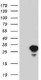 Sperm surface protein Sp17 antibody, CF804291, Origene, Western Blot image 