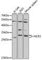 Natural Cytotoxicity Triggering Receptor 3 antibody, LS-C747710, Lifespan Biosciences, Western Blot image 