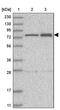 KIF1-binding protein antibody, PA5-57312, Invitrogen Antibodies, Western Blot image 