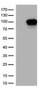 DEAD-Box Helicase 4 antibody, TA813383, Origene, Western Blot image 