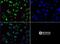 Histone Cluster 2 H3 Family Member D antibody, NB21-1252, Novus Biologicals, Immunocytochemistry image 