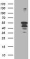 PTPN1 antibody, TA503038S, Origene, Western Blot image 