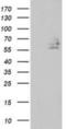Differentially expressed in FDCP 8 antibody, NBP2-00574, Novus Biologicals, Western Blot image 