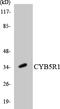 NADH-cytochrome b5 reductase 1 antibody, LS-C291841, Lifespan Biosciences, Western Blot image 