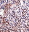 HSP32 antibody, TA336833, Origene, Immunohistochemistry frozen image 