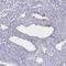Sperm-associated antigen 1 antibody, NBP2-38707, Novus Biologicals, Immunohistochemistry frozen image 
