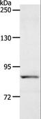 Acyl-CoA Dehydrogenase Family Member 11 antibody, LS-C401152, Lifespan Biosciences, Western Blot image 