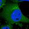 Chondroitin Polymerizing Factor antibody, HPA035123, Atlas Antibodies, Immunocytochemistry image 