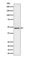 Cytoplasmic protein NCK2 antibody, M04036-1, Boster Biological Technology, Western Blot image 