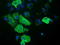 Ras Association Domain Family Member 1 antibody, TA502481, Origene, Immunofluorescence image 
