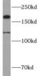 Cortactin Binding Protein 2 antibody, FNab02068, FineTest, Western Blot image 