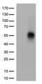 TNF Receptor Superfamily Member 14 antibody, TA813622, Origene, Western Blot image 