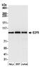 E2F Transcription Factor 8 antibody, A303-039A, Bethyl Labs, Western Blot image 