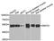 SET And MYND Domain Containing 1 antibody, A7308, ABclonal Technology, Western Blot image 