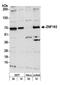 Zinc Finger With KRAB And SCAN Domains 8 antibody, A303-264A, Bethyl Labs, Western Blot image 