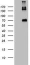 Gp110 antibody, TA802954BM, Origene, Western Blot image 