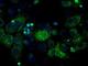 ATP Synthase F1 Subunit Beta antibody, NBP2-02249, Novus Biologicals, Immunofluorescence image 