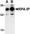 RPA-interacting protein antibody, orb74789, Biorbyt, Western Blot image 