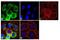 Peptidylprolyl Isomerase D antibody, GTX25902, GeneTex, Immunofluorescence image 