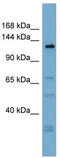 Anoctamin-3 antibody, TA339579, Origene, Western Blot image 