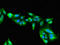 Myosin Binding Protein C, Fast Type antibody, LS-C678715, Lifespan Biosciences, Immunofluorescence image 