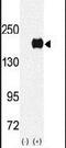 Euchromatic Histone Lysine Methyltransferase 1 antibody, PA5-11208, Invitrogen Antibodies, Western Blot image 