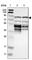 Cytoskeleton-associated protein 2 antibody, HPA008410, Atlas Antibodies, Western Blot image 