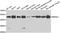 BUD23 RRNA Methyltransferase And Ribosome Maturation Factor antibody, A32249, Boster Biological Technology, Western Blot image 