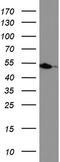 Hydroxymethylbilane Synthase antibody, UM870041, Origene, Western Blot image 