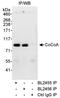 Calcium Binding And Coiled-Coil Domain 1 antibody, A300-817A, Bethyl Labs, Immunoprecipitation image 