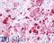P2Y purinoceptor 4 antibody, LS-A5021, Lifespan Biosciences, Immunohistochemistry frozen image 