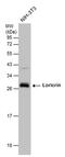 LOR antibody, PA5-30583, Invitrogen Antibodies, Western Blot image 