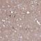 NUMBL antibody, PA5-63539, Invitrogen Antibodies, Immunohistochemistry frozen image 