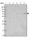 Arylsulfatase Family Member J antibody, NBP1-82070, Novus Biologicals, Western Blot image 