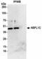 NSFL1 Cofactor antibody, NBP2-36529, Novus Biologicals, Immunoprecipitation image 