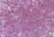 Hydroxypyruvate Isomerase (Putative) antibody, MBS245558, MyBioSource, Immunohistochemistry frozen image 