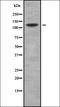 Exportin 4 antibody, orb337091, Biorbyt, Western Blot image 