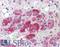 Calmodulin antibody, LS-B2955, Lifespan Biosciences, Immunohistochemistry frozen image 