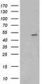 Glutathione Synthetase antibody, TA501935, Origene, Western Blot image 