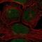 Claspin antibody, NBP2-55291, Novus Biologicals, Immunofluorescence image 