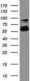 Probable ATP-dependent RNA helicase DDX56 antibody, UM870049, Origene, Western Blot image 