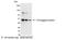 V5 epitope tag antibody, NB600-381B, Novus Biologicals, Western Blot image 