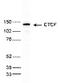 CCCTC-Binding Factor antibody, TA347107, Origene, Western Blot image 