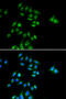 PH3 antibody, abx004967, Abbexa, Western Blot image 