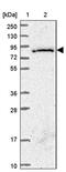 Small G protein signaling modulator 3 antibody, PA5-61854, Invitrogen Antibodies, Western Blot image 