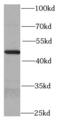 S-Phase Kinase Associated Protein 2 antibody, FNab07898, FineTest, Western Blot image 