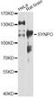 Synaptopodin antibody, LS-C747256, Lifespan Biosciences, Western Blot image 